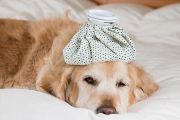 Przeziębienie u psów - objawy i leczenie - objawy przeziębienia u psów