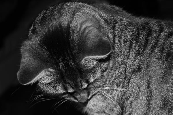 Grzyby u kotów - Objawy i leczenie - Grzyby u kotów