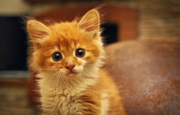 Zalety adopcji kota-szczeniaka - Jak być dobrymi rodzicami adopcyjnymi?