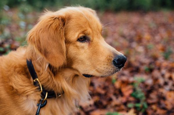 Nazwy psów Golden Retriever - Ogólna charakterystyka Golden Retriever