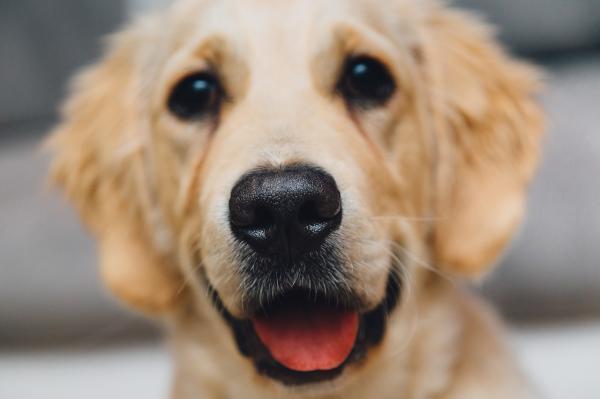 Golden Retriever Dog Names - Więcej nazw Golden Dog