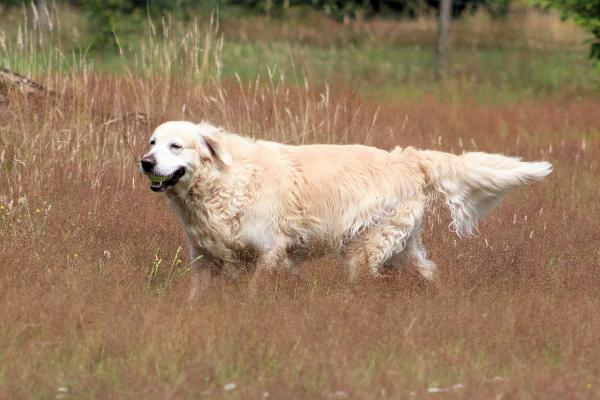 Imiona dla psów rasy Golden Retriever - Imiona dla samców psów rasy Golden Retriever