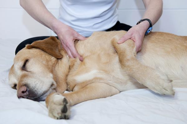 Zajęcia dla starszych psów - Oferta masaży
