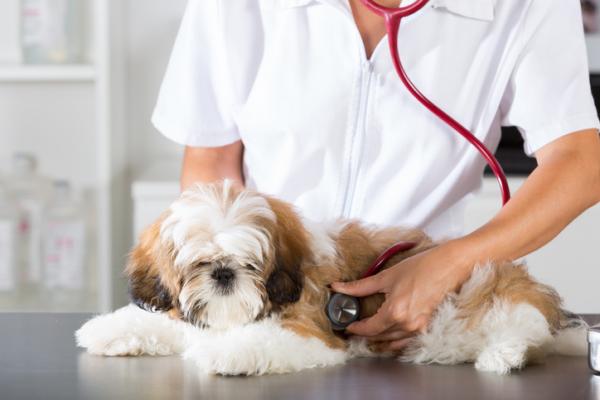 Nicienie sercowe u psów - objawy, leczenie i profilaktyka - Profilaktyczne leczenie nicienia sercowego u psów