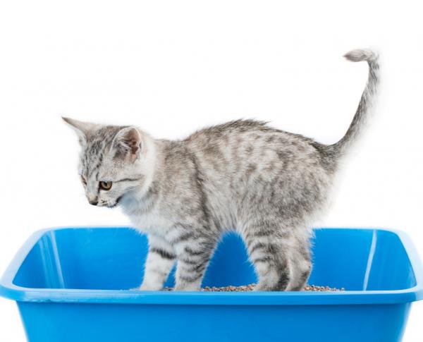 Infekcja moczu u kotów - Objawy, leczenie i profilaktyka - Skąd mam wiedzieć, czy mój kot ma infekcję moczu?