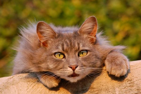 Zakażenie moczu u kotów - Objawy, leczenie i profilaktyka - Jak zapobiegać zakażeniu moczu u kotów?