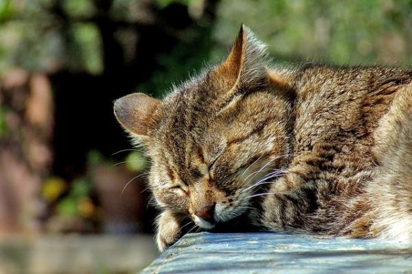 Infekcja moczu u kotów - objawy, leczenie i profilaktyka - leczenie infekcji moczu u kotów