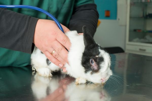 Najlepsze produkty do odrobaczania królików - czy konieczne jest odrobaczanie królików?