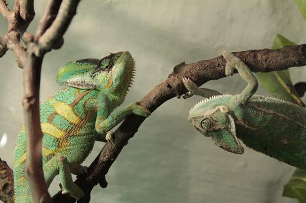 Kameleon jako zwierzę domowe - Temperatura i wilgotność terrarium kameleona