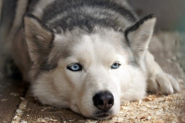 Psy, które gubią najwięcej sierści – Siberian Husky i Alaskan Malamute
