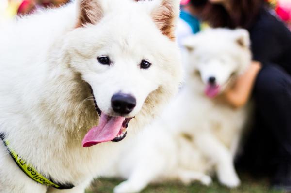 Psy, które gubią najwięcej włosów - Samoyed i American Eskimo Dog