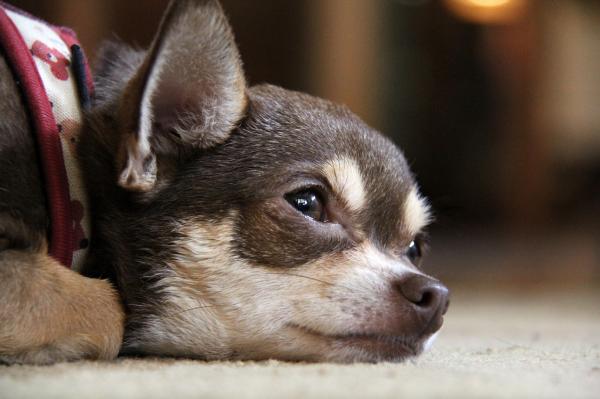 Psy, które gubią najwięcej włosów - Chihuahua