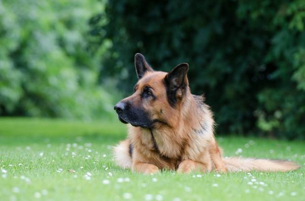 Psy, które gubią najwięcej sierści - Owczarek Niemiecki