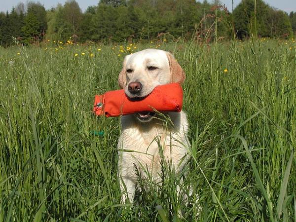 Ćwiczenia Labrador Retriever - Labrador i jego potrzeby żywieniowe