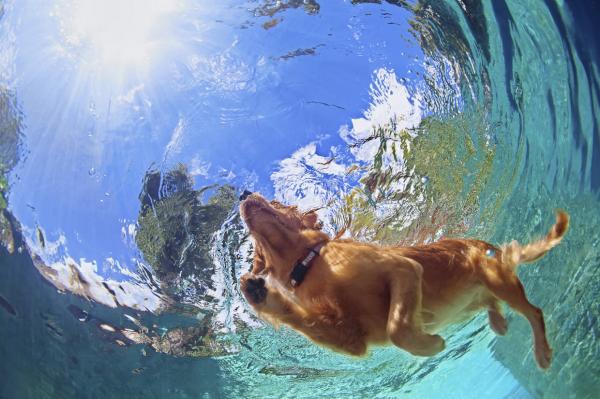Ćwiczenia Labrador Retriever - Pływanie