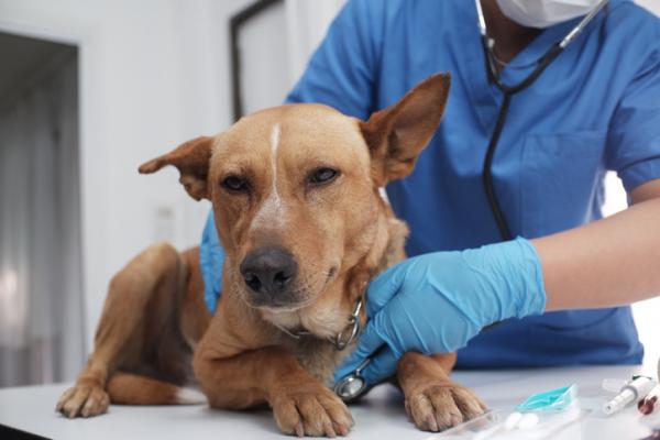 Świnka u psów – przyczyny, objawy i leczenie – diagnostyka świnki u psów