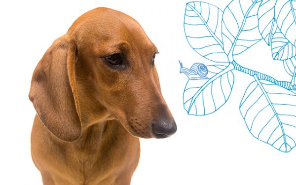 Robak płuc u psów - Objawy i leczenie - Zapobieganie przeciwko robakom płuc u psów