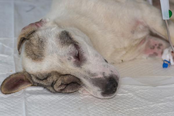 Zapalenie naczyń u psów - przyczyny, objawy i leczenie - diagnostyka zapalenia naczyń u psów