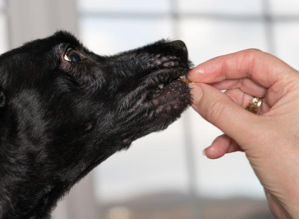 Milbemax u psów - Zastosowanie i dawkowanie - Jak podawać milbemax u psów?
