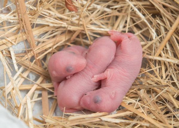 Jak rozmnażają się szczury?  - Rozwój szczurów po urodzeniu