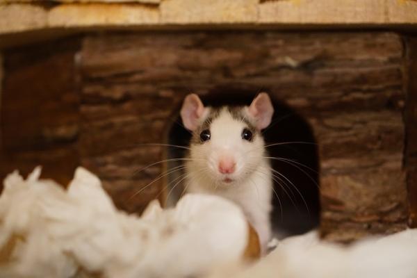 Jak rozmnażają się szczury?  - Zachowania seksualne i czynniki wpływające na