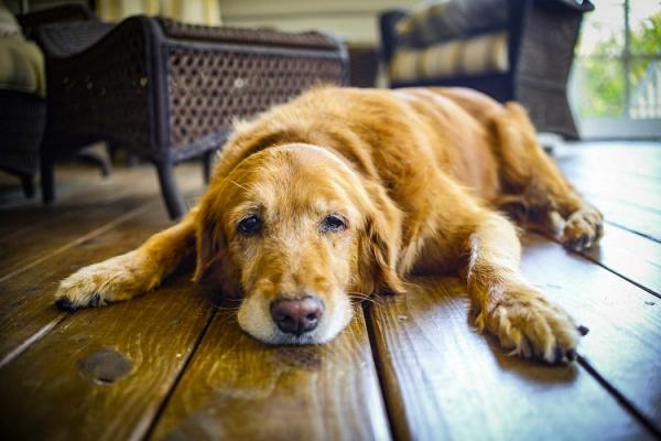 Karma dla psów z zapaleniem stawów - Chroń swojego psa przed nadwagą
