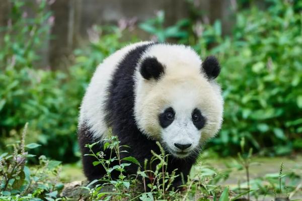 Czy panda jest zagrożona wyginięciem?  - Stan ochrony niedźwiedzia pandy