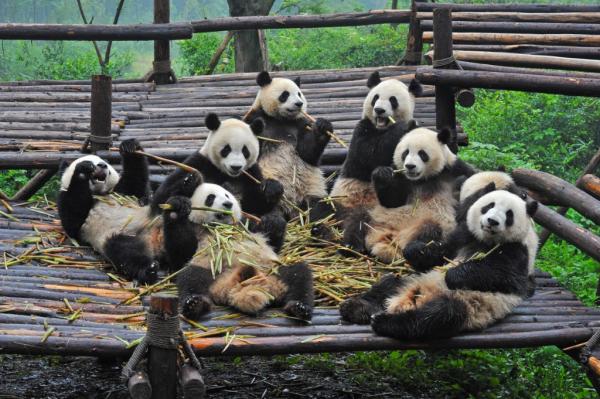 Czy panda jest zagrożona wyginięciem?  - Rozwiązania zapobiegające wyginięciu misia pandy
