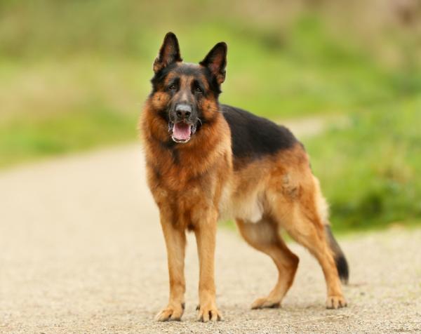 Top 10 najpopularniejszych ras psów niemieckich - 3. Owczarek niemiecki