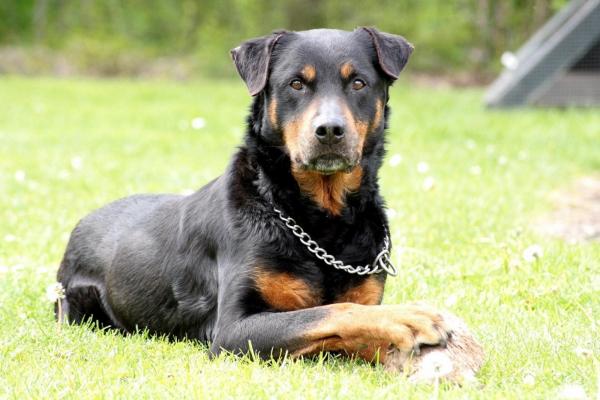 Top 10 najpopularniejszych niemieckich ras psów - 4. Rottweiler