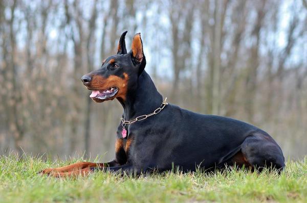 10 najpopularniejszych niemieckich ras psów - 9. Doberman