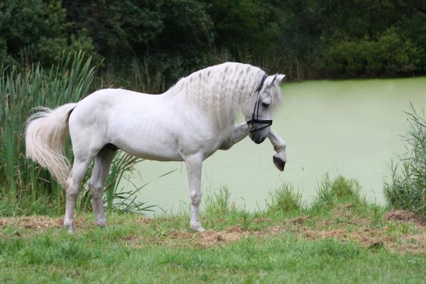 Najlepsze konie ujeżdżeniowe - rasowe hiszpańskie