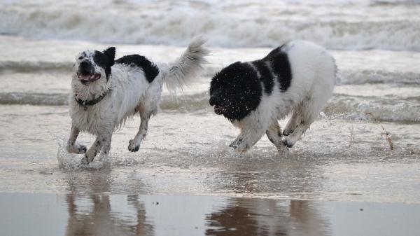 Psy ratownictwa wodnego: czworonożni bohaterowie - w głębi duszy nadal są psami
