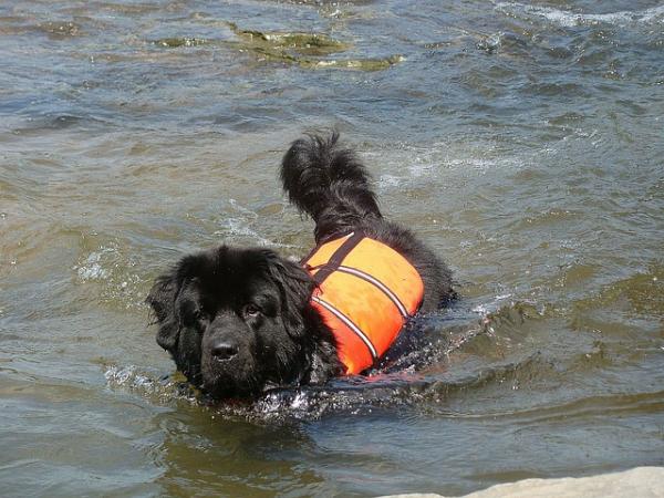 Psy ratownictwa wodnego: czworonożni bohaterowie - szkolenie psów ratowniczych