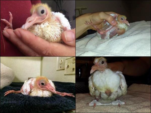 Szynowanie nogi ptaka – jak wyregulować źle ustawioną nogę