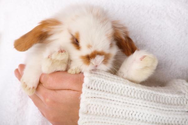 Jak sprawdzić, czy królik jest zimny?  - Opieka nad królikiem zimą