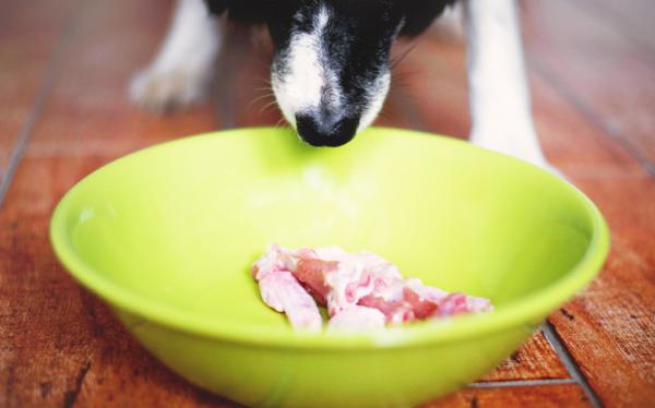 Alergia pokarmowa u psów - objawy i leczenie - Domowa dieta dla psów z alergią pokarmową