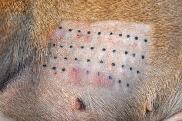 Alergia pokarmowa u psów - objawy i leczenie - Testy na alergie pokarmowe u psów