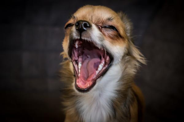 Kaszel u psów - objawy, przyczyny i leczenie - Kaszel u psów na zapalenie gardła