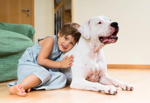 Najczęstsze choroby Dogo Argentino - Czy Dogo Argentino to zdrowy pies? 