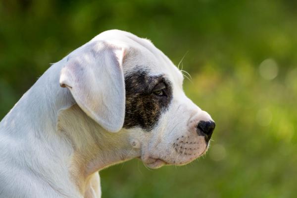 Najczęstsze choroby Dogo Argentino - Wrodzona głuchota u Dogo Argentino 