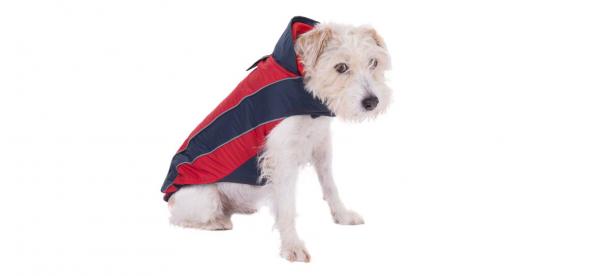 Ubranka dla małych psów - Ciepłe ubranka i płaszcze przeciwdeszczowe