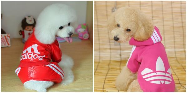 Ubranka dla małych psów - ciekawe modele: