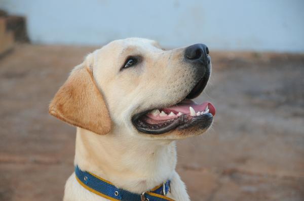 Nazwy Labrador Retriever - Ogólna charakterystyka Labrador Retriever