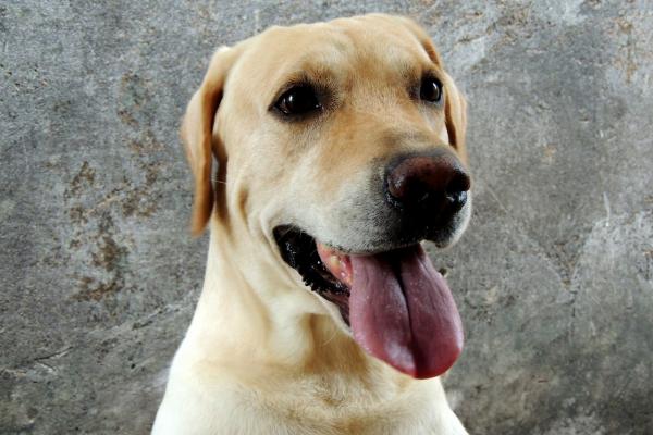 Nazwy Labrador Retriever - Więcej nazw dla Twojego labradora