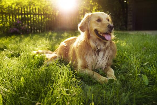 10 najpopularniejszych ras psów na świecie - 2. Golden retriever