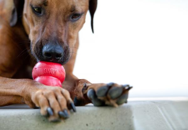 Ćwiczenia dla psów nadpobudliwych - Nie zapomnij o wytworzeniu spokoju w domu