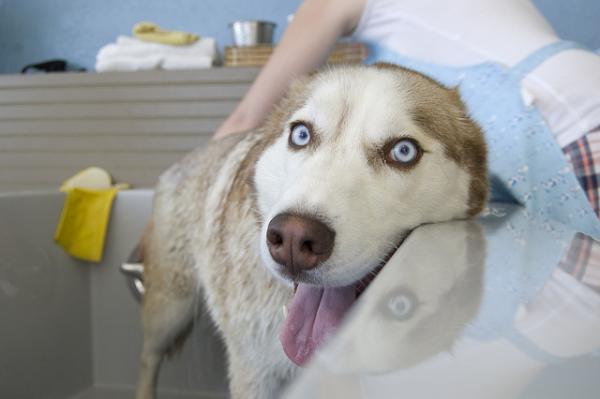 Bielactwo nabyte u psów - objawy, przyczyny i leczenie - depigmentacja nosa u psów