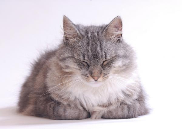 Alergia u kotów - Objawy i leczenie - Jak leczyć alergie u kotów?