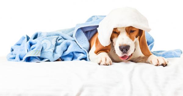 Zapalenie tchawicy u psów - objawy, przyczyny i leczenie - objawy zapalenia tchawicy u psów